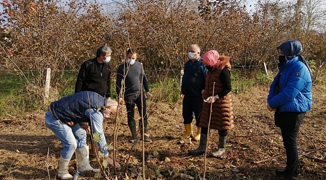 Fındık budama eğitimleri devam ediyor