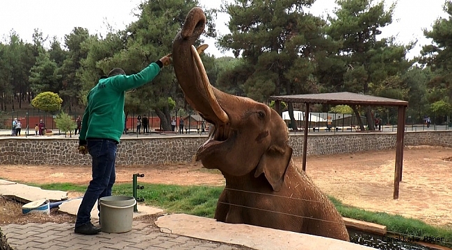 Gabi ve Pili&#039;nin hayallerini korona virüs suya düşürdü
