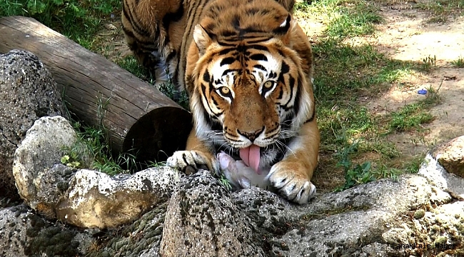 Gaziantep Hayvanat Bahçesi sakinleri kışa hazır