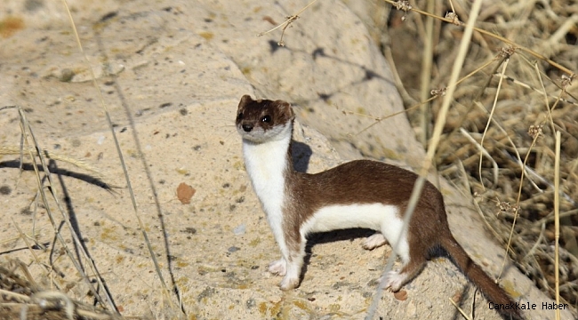 Gelincik, beyaz ve kahverengi görüntüsüyle poz verdi