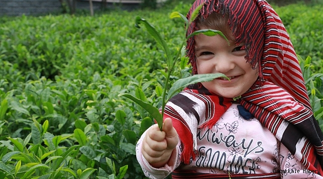 Gen havuzu sayesinde çayın kalitesi ve verimi artacak