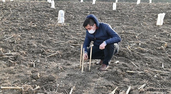 Gıda ve ilaç sanayinin gözde bitkisi Mustafakemalpaşa'da yetiştirilecek