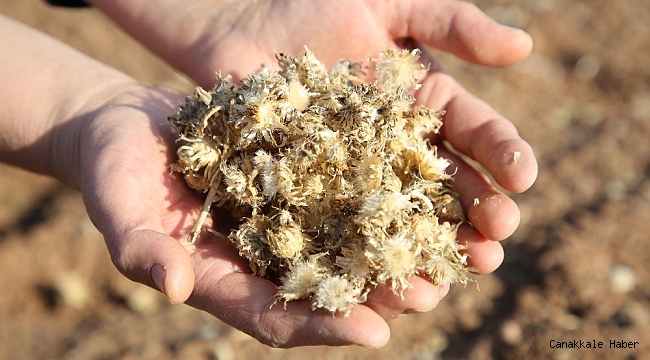 Gölbaşı Belediyesi Sevgi Çiçeği Rezerv Alanları oluşturdu