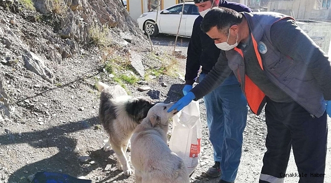 Hakkari'de sokağa çıkma kısıtlamasında can dostlar unutulmadı
