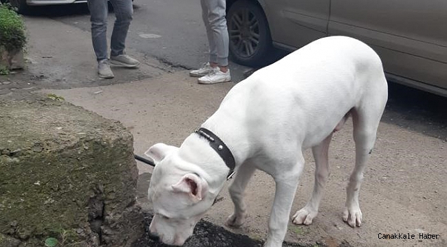 Hapis cezası ile aranan şüpheli yasak ırk köpekle yakalandı