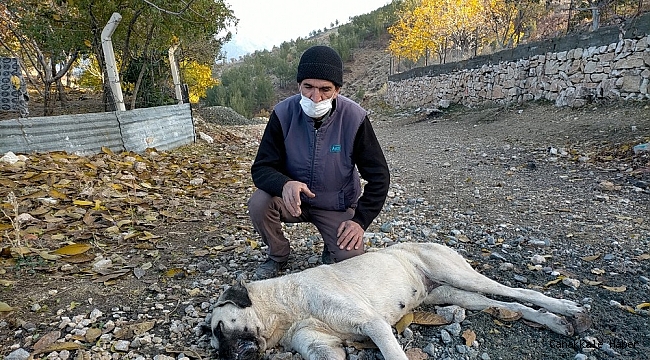 Harmanlı&#039;da köpekler zehirleniyor iddiası