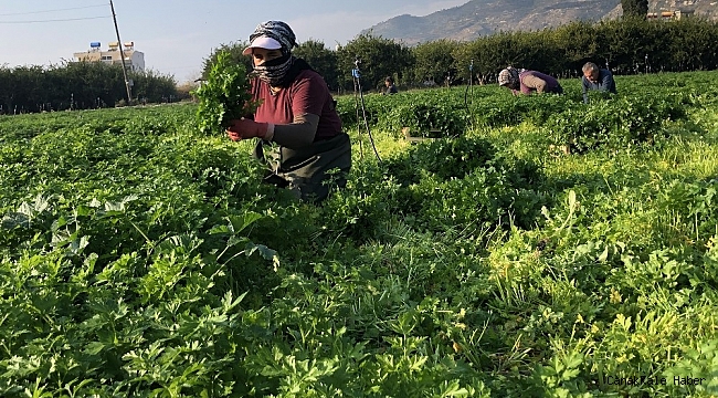 Hatay maydanozuna korona engeli