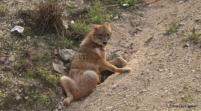 Hatay&#039;da yol kenarında yaralı tilki bulundu