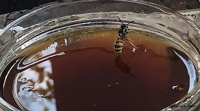 Hatay'ın şifa kaynağı: "Püren balı"