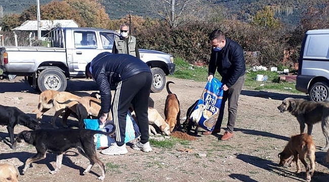 Hayvanseverler çöplükteki aç hayvanlara duyarsız kalmadılar