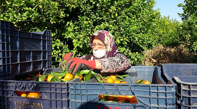 Herkes evinde, narenciye işçileri iş başında