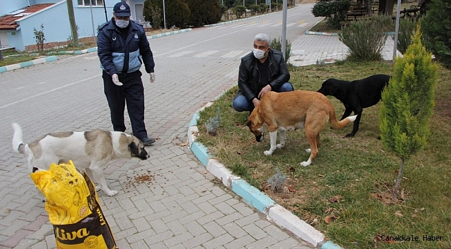 Hisarcık Belediyesi sokak hayvanlarını yalnız bırakmadı