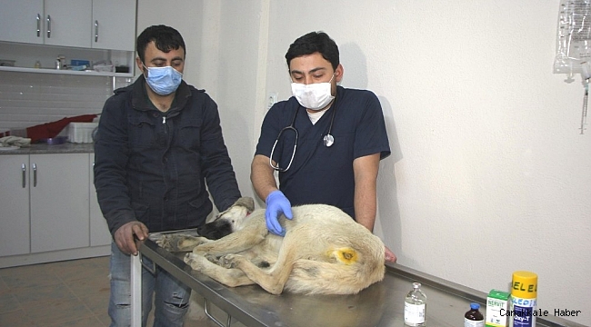 Hisarcık&#039;ta yaralı köpeğe belediye ekipleri sahip çıktı