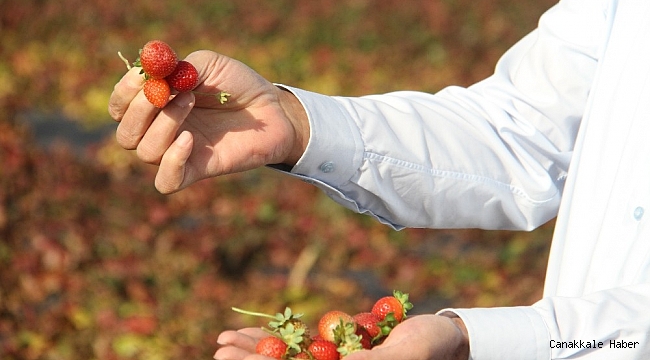Hüyük, İç Anadolu&#039;da organik çilek üretiminin üssü oldu