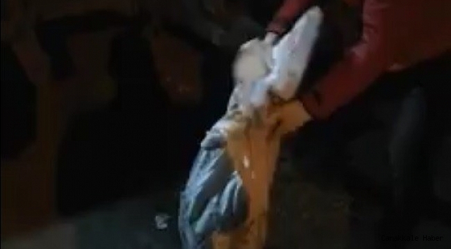 Iğdır'da çuval içinde çöpe atılan kedi son anda fark edildi