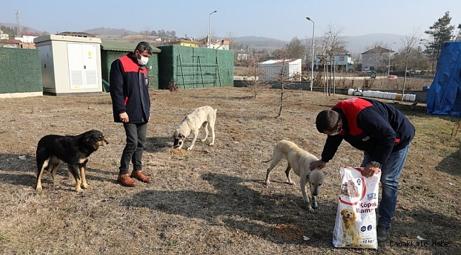 İlkadım Belediyesi kısıtlama günlerinde sokak hayvanlarını unutmadı