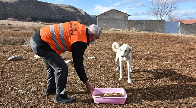 İnönü Belediyesi sokak hayvanlarına sahip çıkıyor