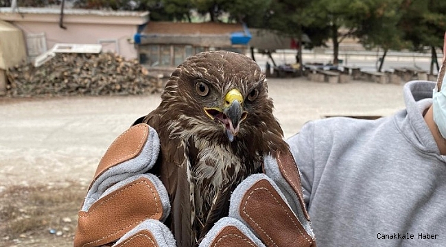 İşletme sahibinin sahip çıktığı yaralı şahin tedavi altına alındı