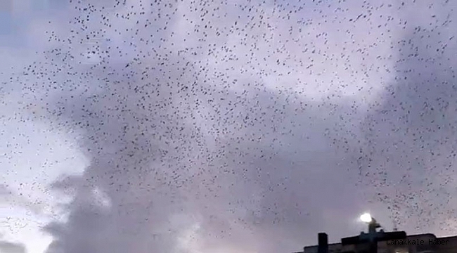 İstanbul semalarında sığırcık kuşlarının muhteşem dansı