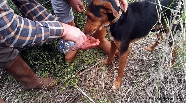 İzmir İtfaiyesi, kuyuda mahsur kalan köpeği kurtardı