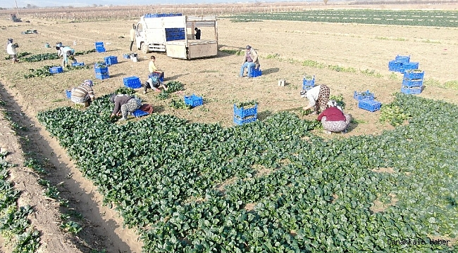 İzmir&#039;de ıspanak hasadı sürüyor