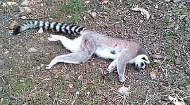 İzmir&#039;de ormanlık alanda ölü lemur bulundu