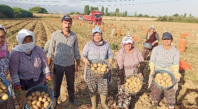 İzmir&#039;de patates hasadı kaldığı yerden devam edecek
