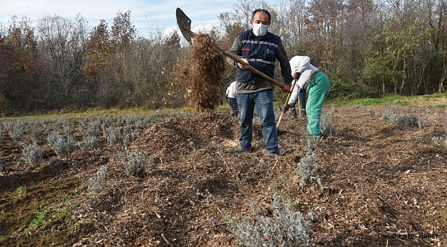 İzmit Belediyesinde lavantalar, geri dönüşümle açıyor