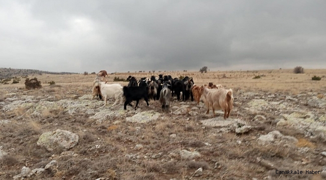 Jandarma kaybolan koyunları drone ile buldu