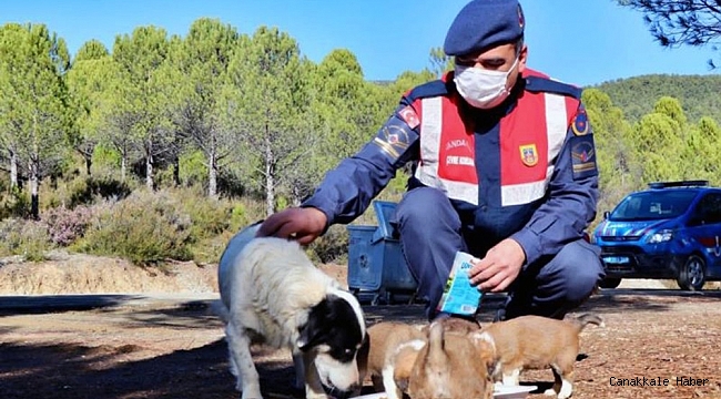 Jandarma&#039;nın hayvan hassasiyeti