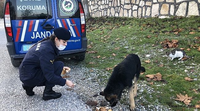 Jandarmanın can dostlara merhameti gönülleri fethetti