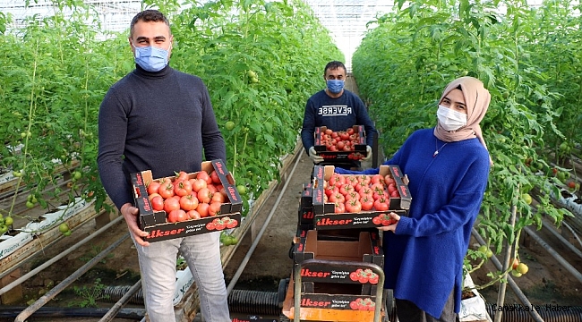 Jeotermal serada yılda bin ton domates üretiliyor