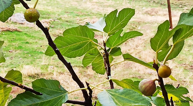 Kahramanmaraş&#039;ta incir ağacı aralık ayında meyve verdi