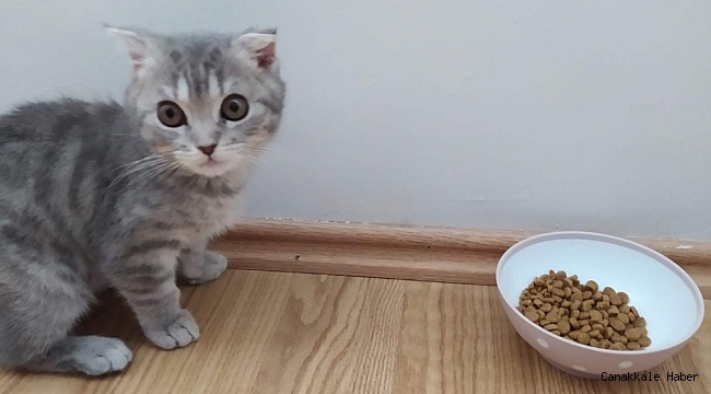 Kalitesiz mamalar kedi ve köpekleri sakat bırakıyor