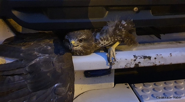 Kamyonun panjuruna sıkışan şahini itfaiye ekipleri kurtardı