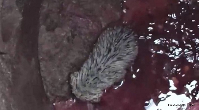 Kanalizasyon çukuruna düştü, yardımına itfaiye ekipleri koştu