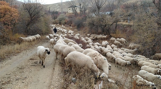 Kar altında doğan kuzuları araçla taşıdılar