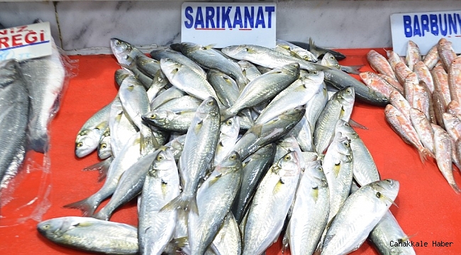 Karadeniz&#039;den çıkan 20 tonluk müjde kısa sürdü
