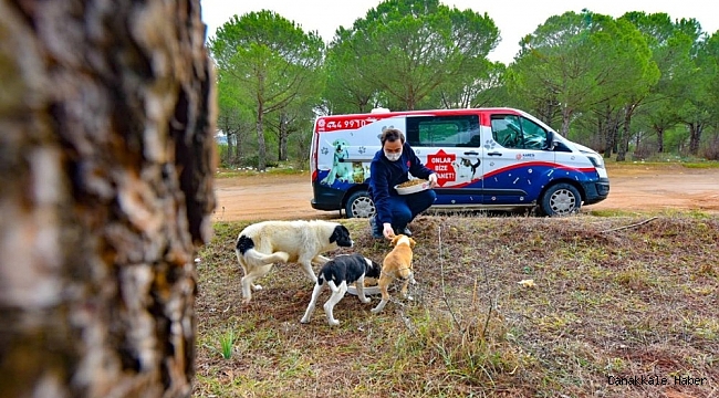 Karesi&#039;den sokak hayvanlarına şefkat eli