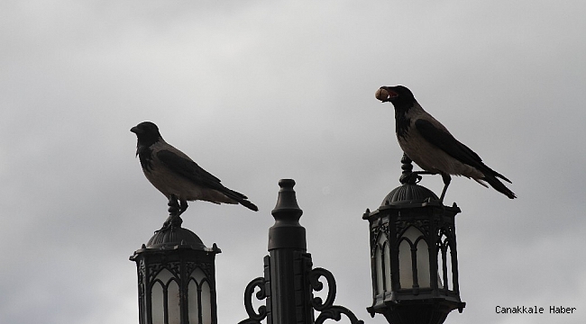 Karganın cevizle imtihanı ilginç görüntüler oluşturdu