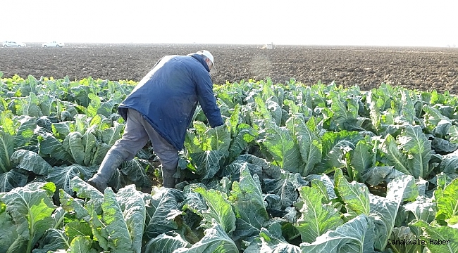 Karnabahar fiyatları korona virüsle uçuşa geçti