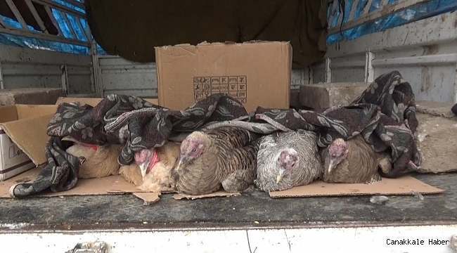 Kars&#039;ta yılbaşı hindilerine battaniyeli önlem