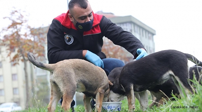 Kartal Belediyesi sokağa çıkma yasağında da sokak hayvanlarının yanında