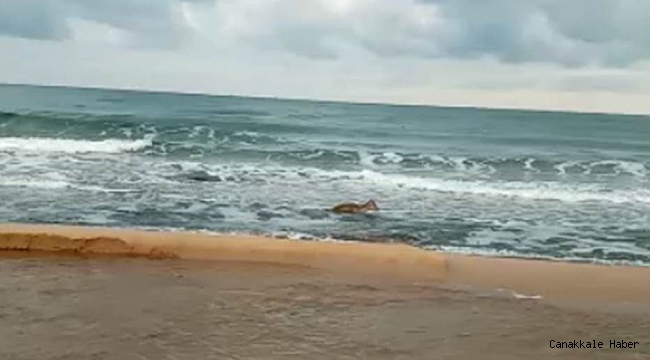 Kayalıklardan denize düşen karaca için seferber oldular