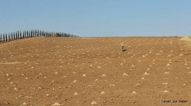 Keçiören Belediyesi 23 dönümlük organik üzüm bağı kurdu