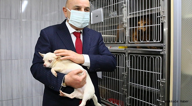 Keçiören&#039;de bodrum katında bulunan köpekleri sahiplenmek için yoğun talep