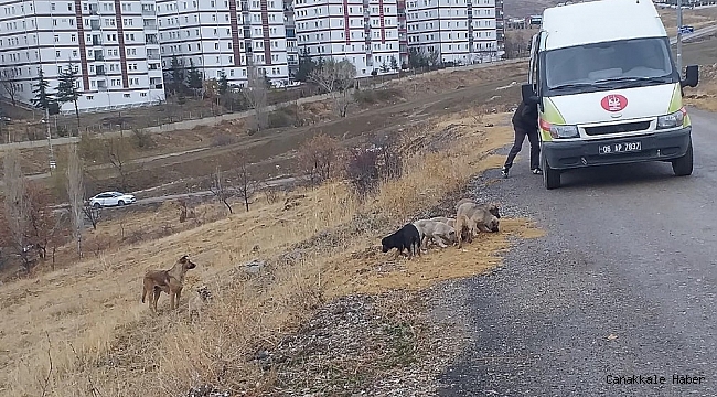 Keçiören&#039;de sokak canlıları unutulmuyor