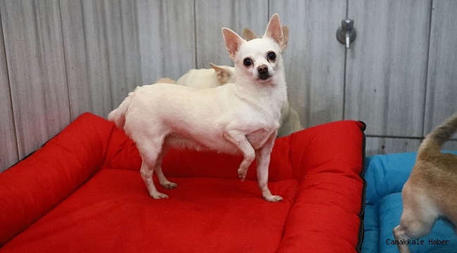 Keçiören&#039;deki sevimli köpeklerin minder keyfi