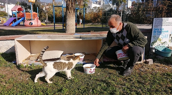 Kemer Belediyesi sokak hayvanlarının yanında