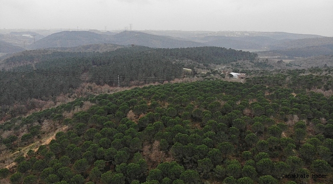 Kemerburgaz Kent Ormanı&#039;nda renk cümbüşü